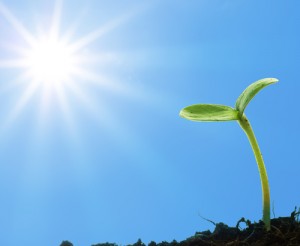 Plant sprouting in the sun